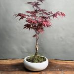 بونسای افرای ژاپنی
