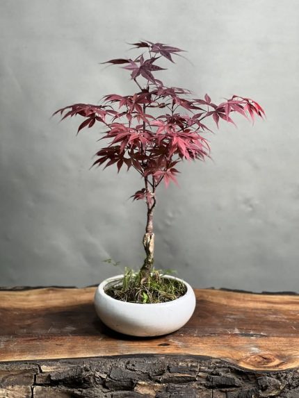 بونسای افرای ژاپنی