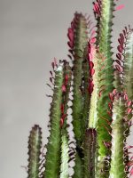 گیاه افوربیا تیرگونا قرمز ۱۵۰ Cm - Image 4