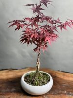 بونسای افرای ژاپنی - Image 3