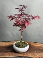 بونسای افرای ژاپنی - Image 2