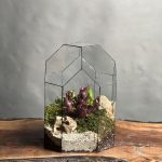 تراریوم گیاه حشره خوار ساراسنیا