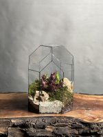 تراریوم گیاه حشره خوار ساراسنیا