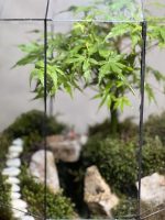 تراریوم بنسای افرا طرح وایت استیر پلاس - Image 4