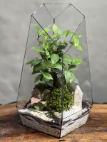 تراریوم بنسای فیکوس طرح زبرا 40 Cm - Image 3