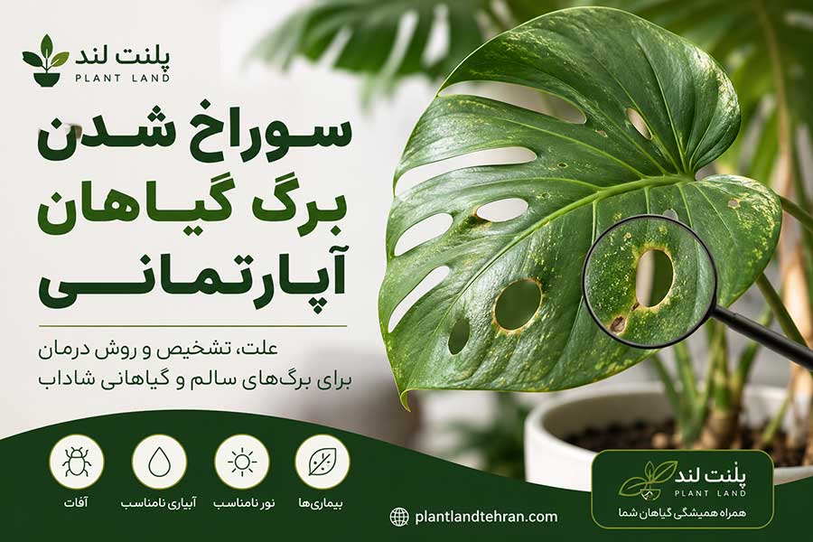 سوراخ شدن برگ گیاهان آپارتمانی