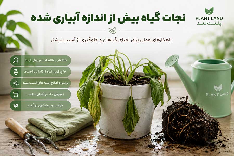 نجات گیاه بیش از اندازه آبیاری شده
