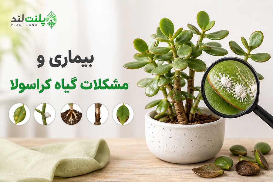 بیماری و مشکلات گیاه کراسولا