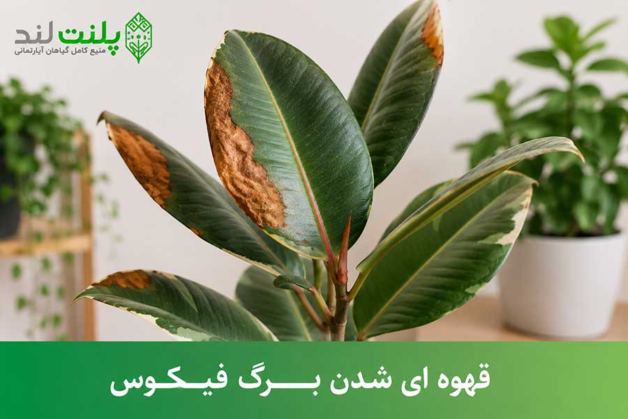 قهوه ای شدن برگ فیکوس