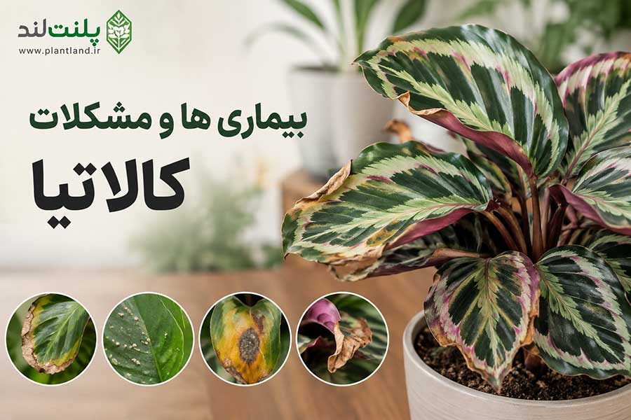 بیماری ها و مشکلات کالاتیا