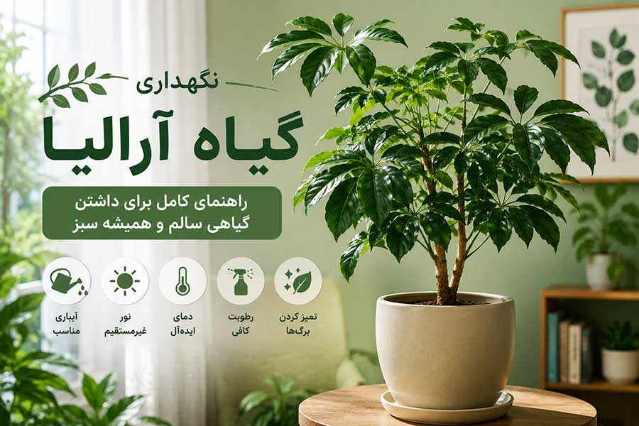 نگهداری گیاه آرالیا