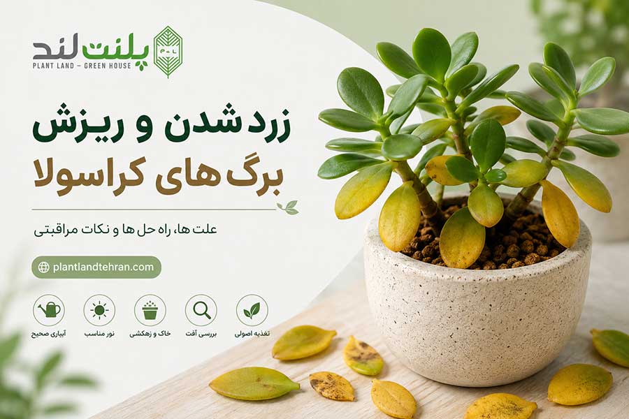 زرد شدن و ریزش برگ های کراسولا