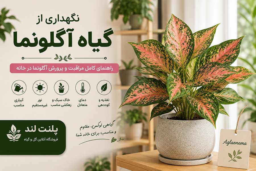 نگهداری از گیاه آگلونما
