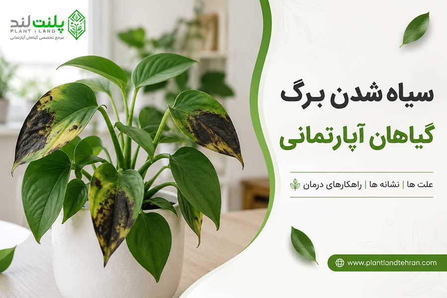 سیاه شدن برگ گیاهان آپارتمانی
