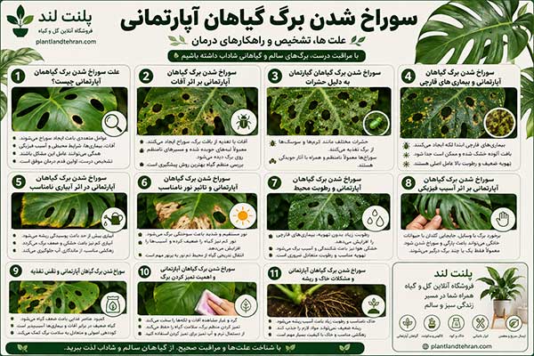 سوراخ شدن برگ گیاهان آپارتمانی