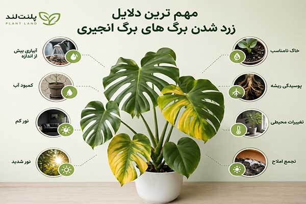 زرد شدن برگ مونسترا یا برگ انجیری