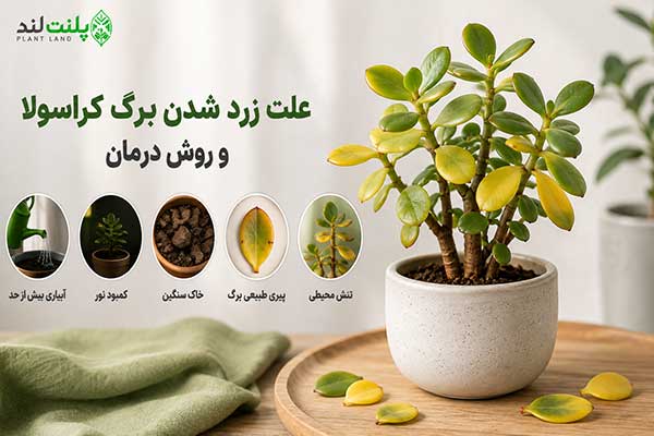 بیماری و مشکلات گیاه کراسولا