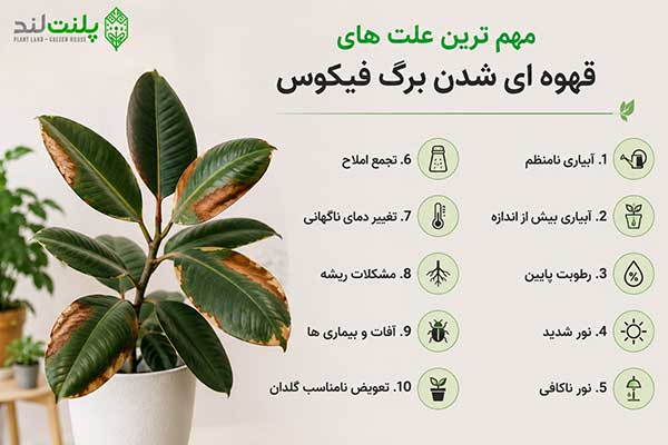قهوه ای شدن برگ فیکوس