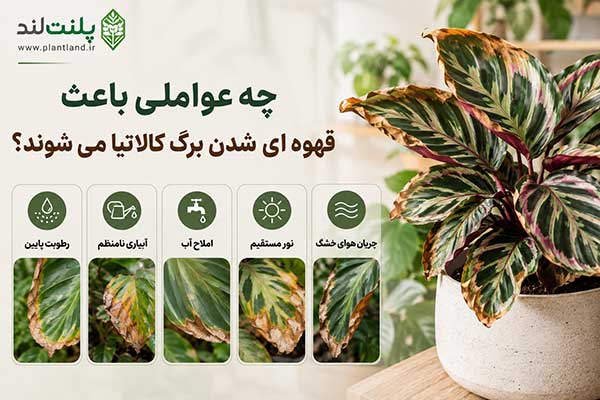 بیماری ها و مشکلات کالاتیا