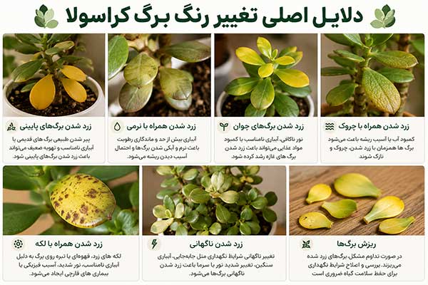 زرد شدن و ریزش برگ های کراسولا