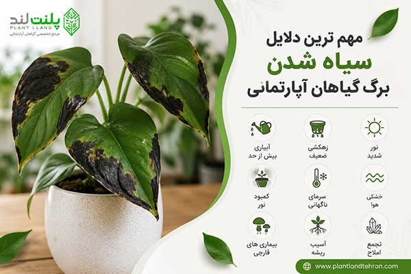 سیاه شدن برگ گیاهان آپارتمانی