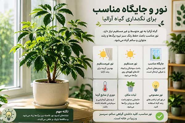 نگهداری گیاه آرالیا