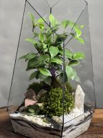تراریوم بنسای فیکوس طرح زبرا 40 Cm - Image 4