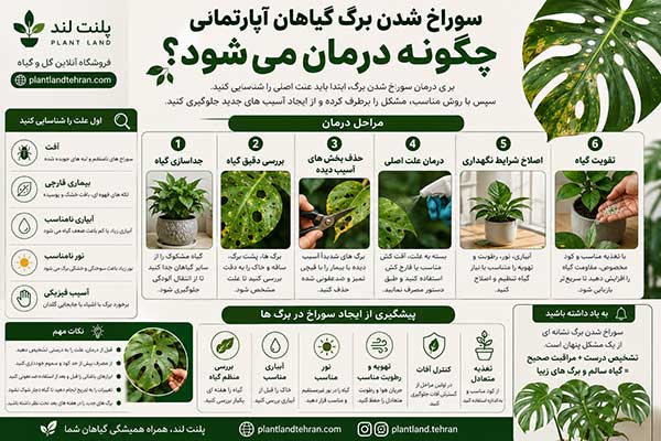 سوراخ شدن برگ گیاهان آپارتمانی