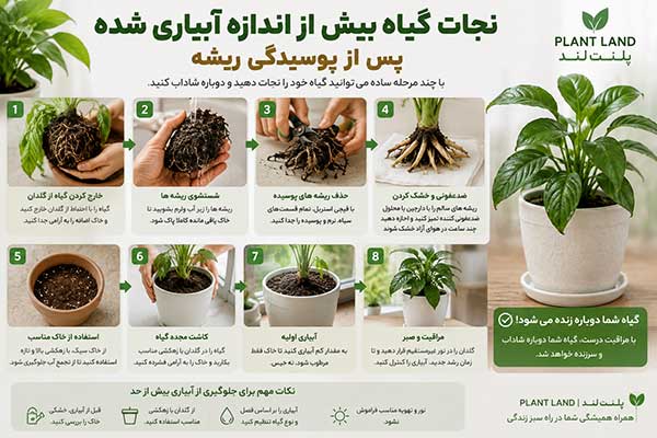 نجات گیاه بیش از اندازه آبیاری شده