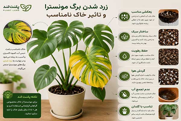 زرد شدن برگ مونسترا یا برگ انجیری