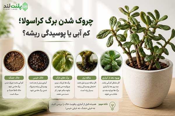 بیماری و مشکلات گیاه کراسولا