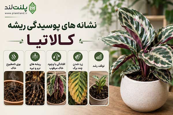 بیماری ها و مشکلات کالاتیا
