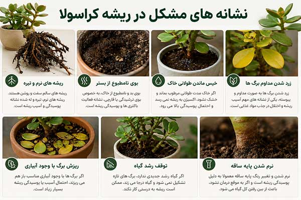 زرد شدن و ریزش برگ های کراسولا