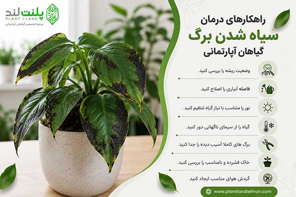 سیاه شدن برگ گیاهان آپارتمانی