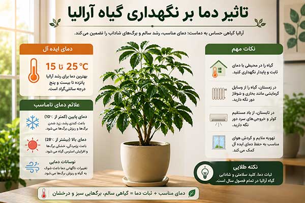 نگهداری گیاه آرالیا