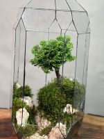 تراریوم بنسای نانا طرح گرین راکت - Image 4