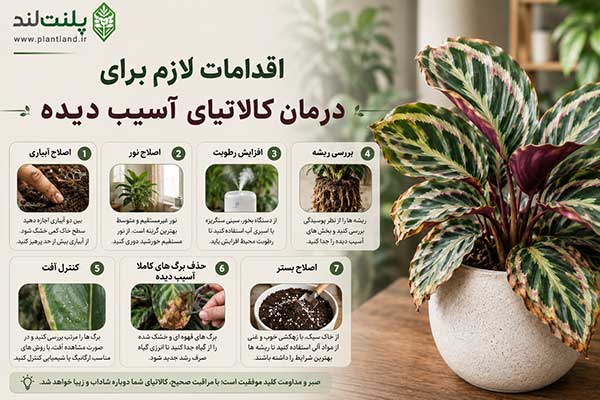 بیماری ها و مشکلات کالاتیا