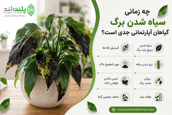 سیاه شدن برگ گیاهان آپارتمانی