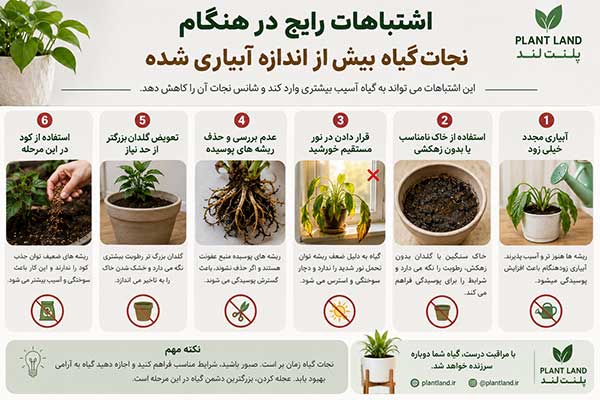 نجات گیاه بیش از اندازه آبیاری شده