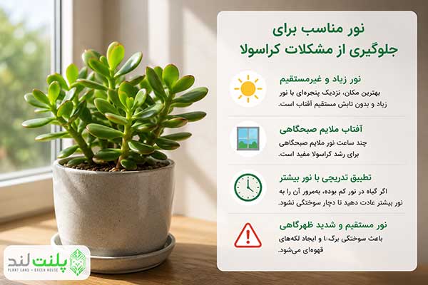 بیماری و مشکلات گیاه کراسولا