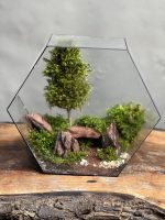 وابی کوزا طرح رد توپک (تراریوم) - Image 3