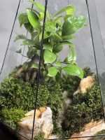 تراریوم بنسای فیکوس طرح وایت گرین - Image 4