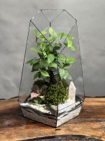 تراریوم بنسای فیکوس طرح زبرا 40 Cm - Image 2