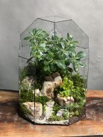 تراریوم بنسای پیتسپروم طرح گنبد لیزو - Image 2