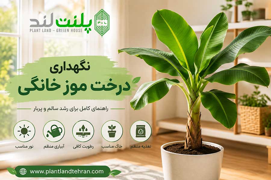 نگهداری درخت موز خانگی