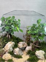 تراریوم سوپر لاکچری بنسای فیکوس طرح وایت راک - Image 3