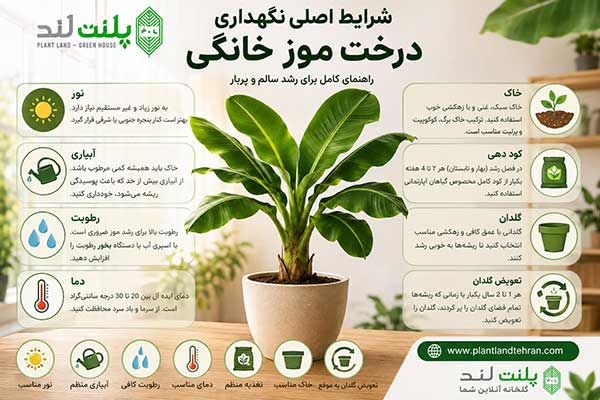 نگهداری درخت موز خانگی