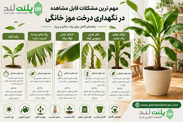 نگهداری درخت موز خانگی