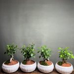 گیفت شرکتی ۴ عدد بنسای جینسینگ