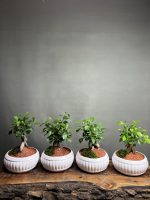 گیفت شرکتی ۴ عدد بنسای جینسینگ